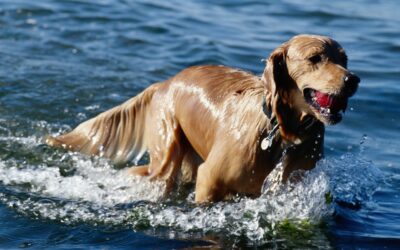 Kutyabarát vízpart Tihanyban, a Belső-tónál